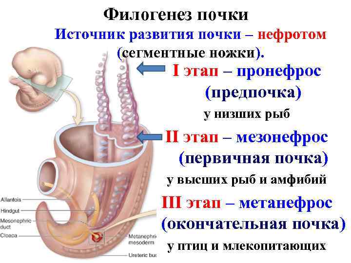 Филогенез почки Источник развития почки – нефротом (сегментные ножки). I этап – пронефрос (предпочка)