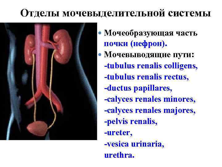 Мочевыводящие пути картинка