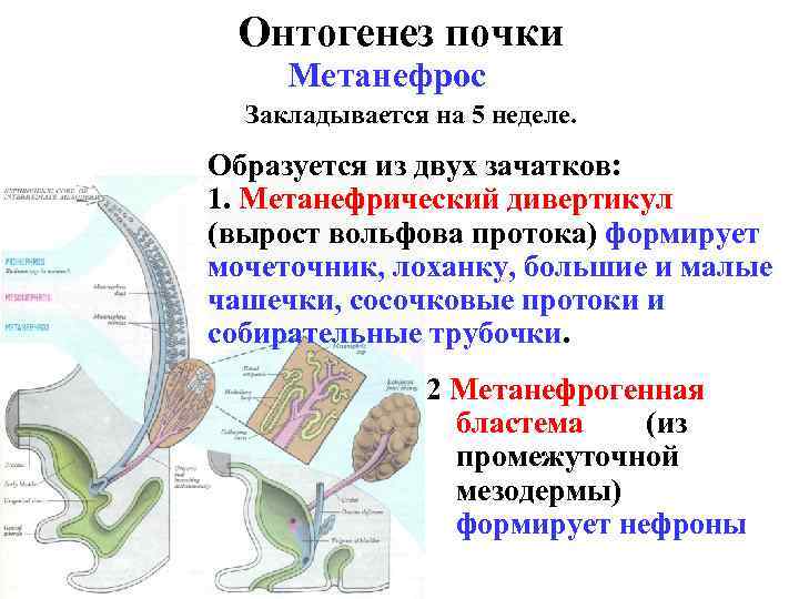 Онтогенез почки Метанефрос Закладывается на 5 неделе. Образуется из двух зачатков: 1. Метанефрический дивертикул