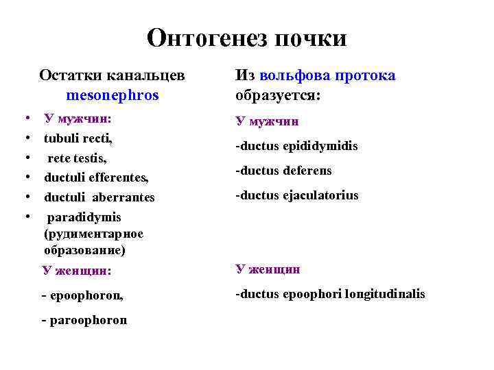 Онтогенез почки Остатки канальцев mesonephros • • • Из вольфова протока образуется: У мужчин: