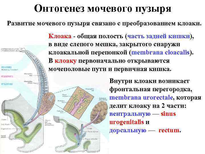 Онтогенез мочевого пузыря Развитие мочевого пузыря связано с преобразованием клоаки. Клоака - общая полость