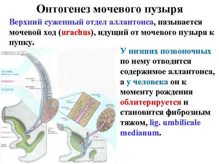 Онтогенез мочевого пузыря Верхний суженный отдел аллантоиса, называется мочевой ход (urachus), идущий от мочевого