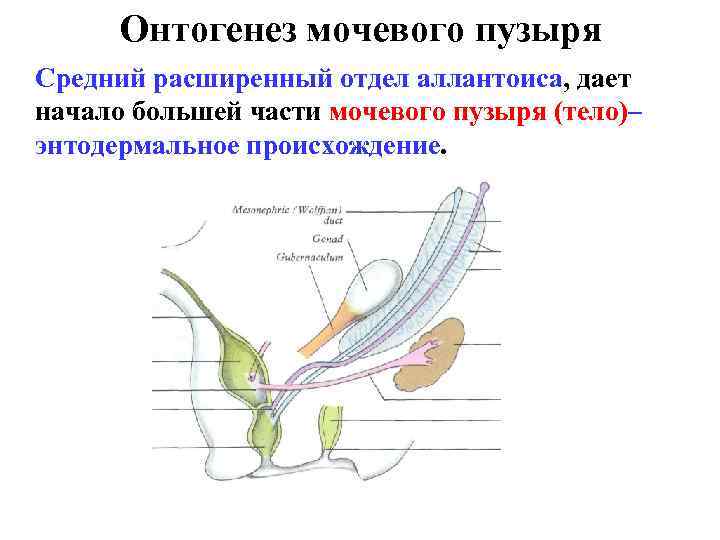 Онтогенез мочевого пузыря Средний расширенный отдел аллантоиса, дает начало большей части мочевого пузыря (тело)–