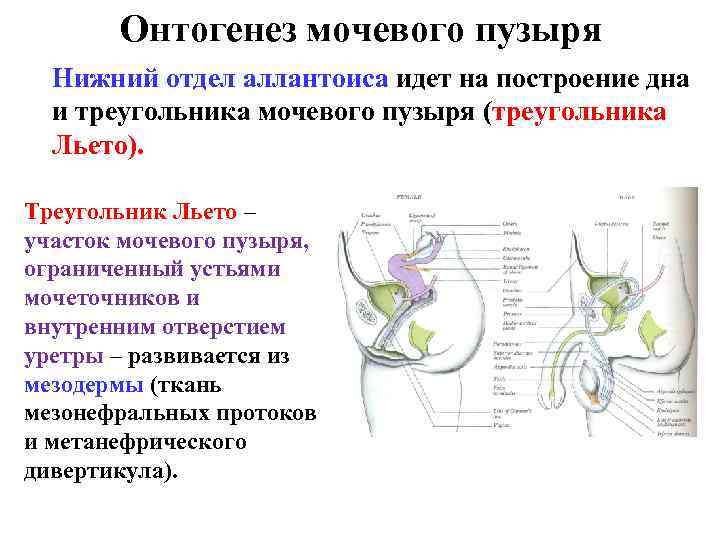 Топографическая анатомия мочевого пузыря презентация