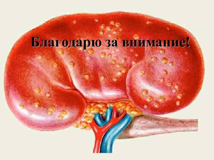 Благодарю за внимание! 