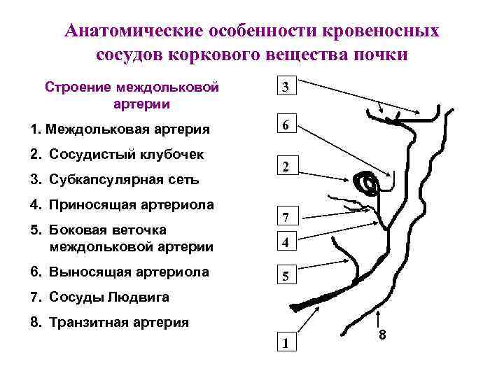 Анатомические особенности кровеносных сосудов коркового вещества почки Строение междольковой артерии 1. Междольковая артерия 2.