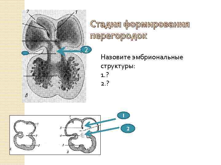 Стадия формирования перегородок 2 Назовите эмбриональные структуры: 1. ? 2. ? 1 2 