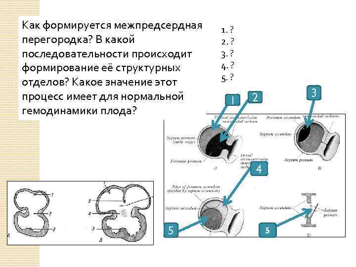 Как формируется межпредсердная перегородка? В какой последовательности происходит формирование её структурных отделов? Какое значение