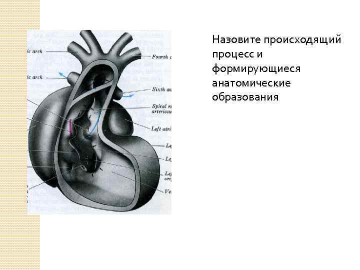 Назовите происходящий процесс и формирующиеся анатомические образования 