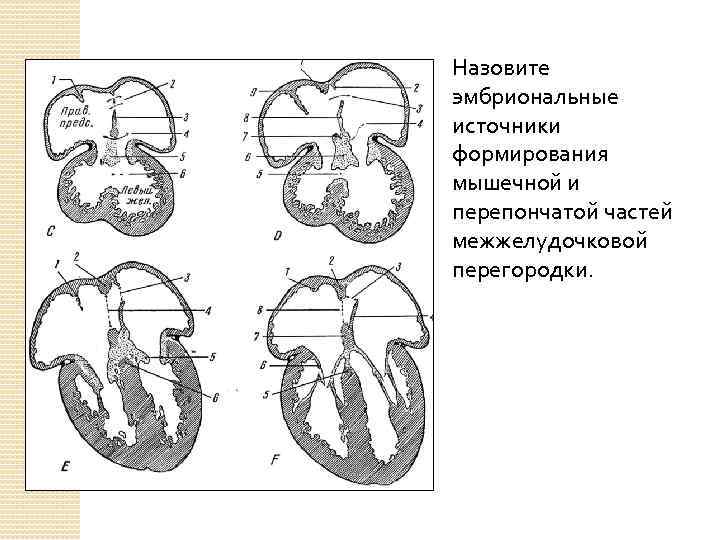 Назовите эмбриональные источники формирования мышечной и перепончатой частей межжелудочковой перегородки. 