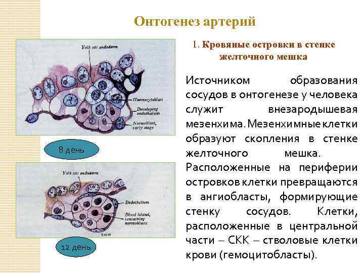 Онтогенез артерий 1. Кровяные островки в стенке желточного мешка 8 день 12 день Источником