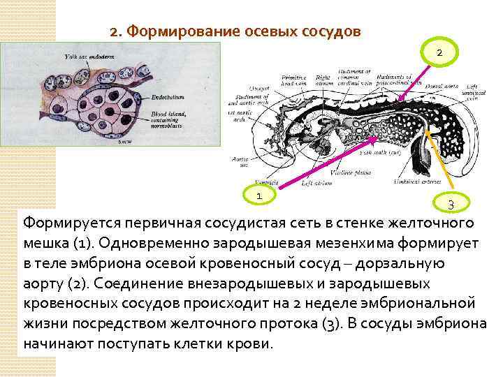 2. Формирование осевых сосудов 2 1 3 Формируется первичная сосудистая сеть в стенке желточного