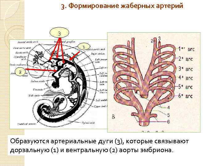 3. Формирование жаберных артерий 3 1 2 Образуются артериальные дуги (3), которые связывают дорзальную