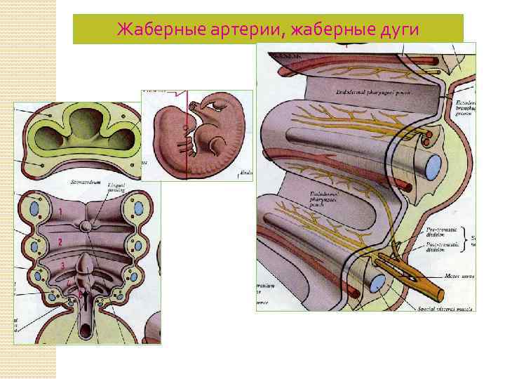 Жаберные артерии, жаберные дуги 