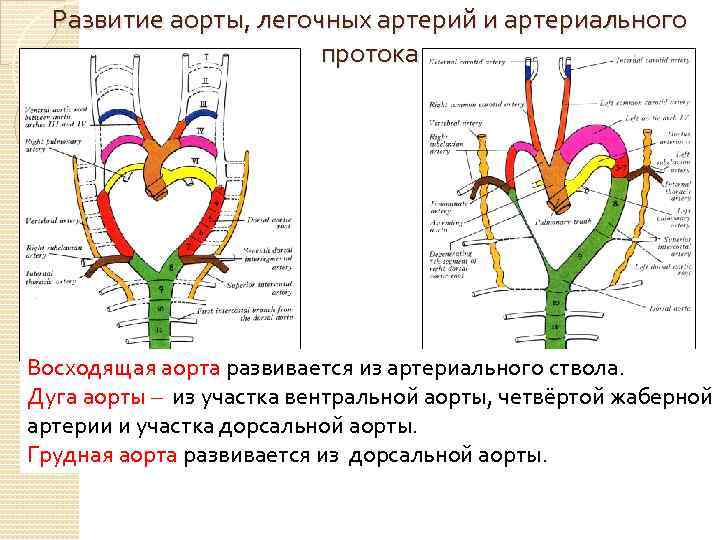 Развитие аорты, легочных артерий и артериального протока Восходящая аорта развивается из артериального ствола. Дуга