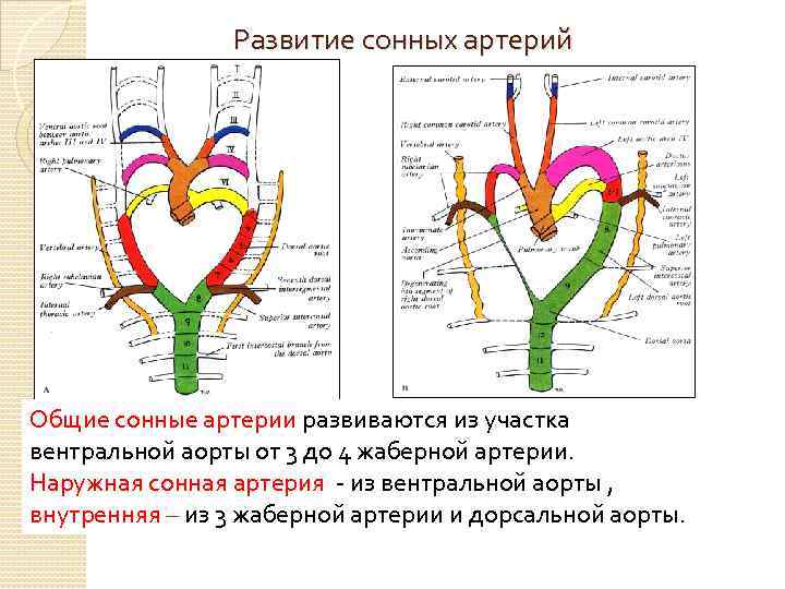 Развитие сонных артерий Общие сонные артерии развиваются из участка вентральной аорты от 3 до