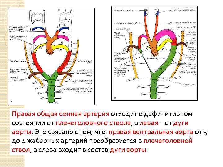 Сосуды отходящие от аорты