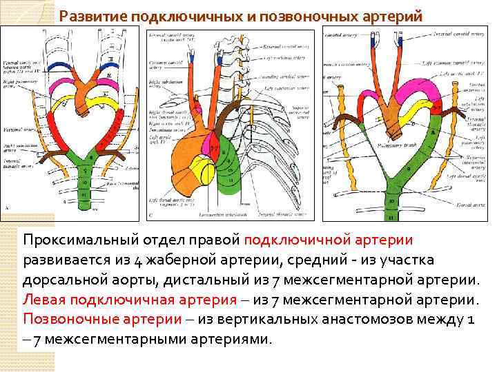 Развитие подключичных и позвоночных артерий Проксимальный отдел правой подключичной артерии развивается из 4 жаберной