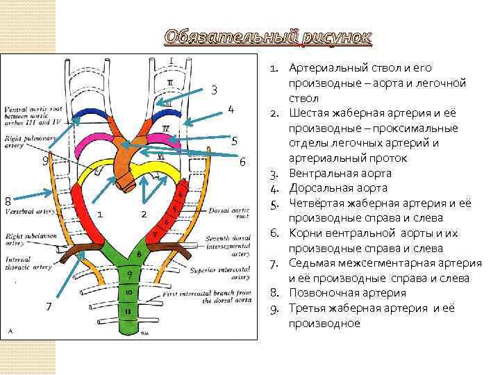 Обязательный рисунок 3 4 5 9 8 6 1 7 2 1. Артериальный ствол