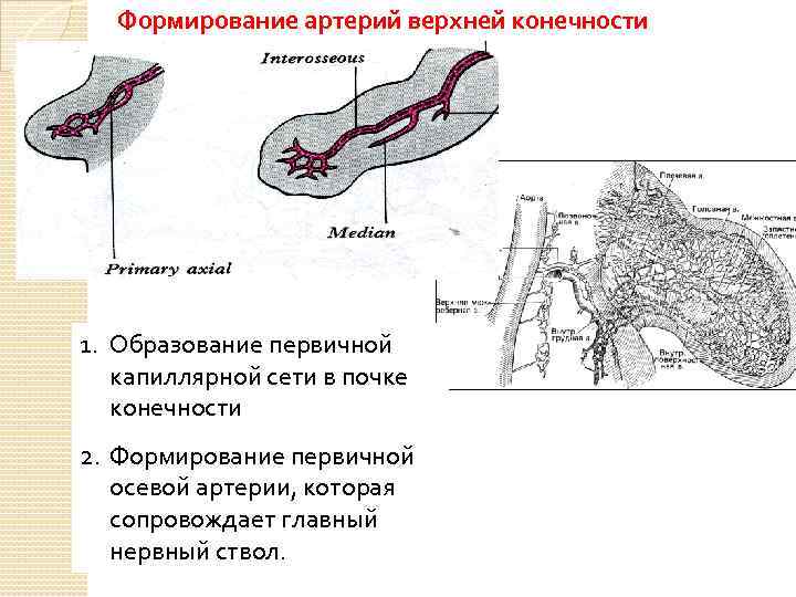 Формирование артерий верхней конечности 1. Образование первичной капиллярной сети в почке конечности 2. Формирование