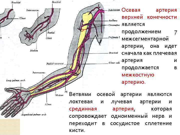 Осевая артерия верхней конечности является продолжением 7 межсегментарной артерии, она идет сначала как плечевая