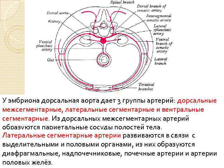 У эмбриона дорсальная аорта дает 3 группы артерий: дорсальные межсегментарные, латеральные сегментарные и вентральные