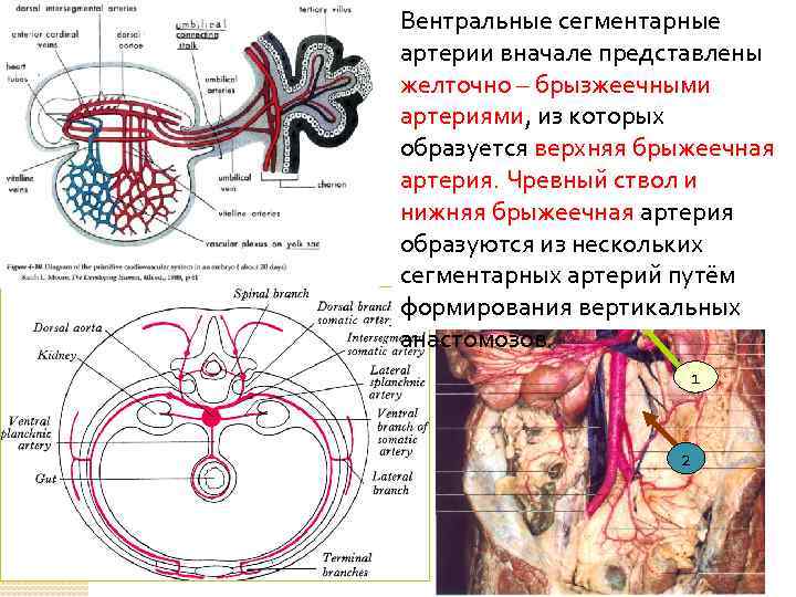 Вентральные сегментарные артерии вначале представлены желточно – брызжеечными артериями, из которых образуется верхняя брыжеечная