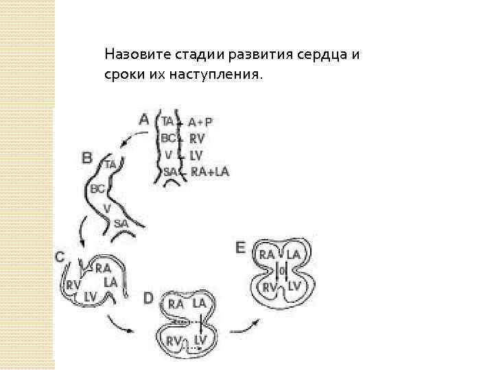 Назовите стадии развития сердца и сроки их наступления. 