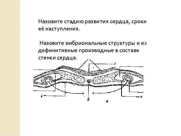 Назовите стадию развития сердца, сроки её наступления. Назовите эмбриональные структуры и их дефинитивные производные