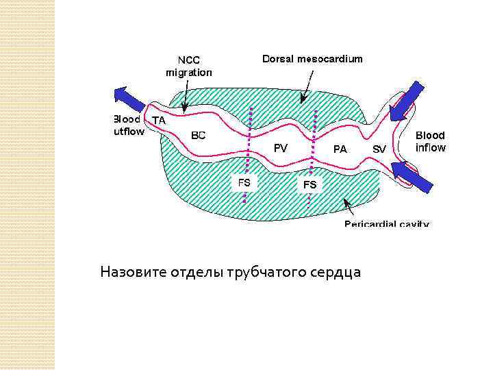 Назовите отделы трубчатого сердца 