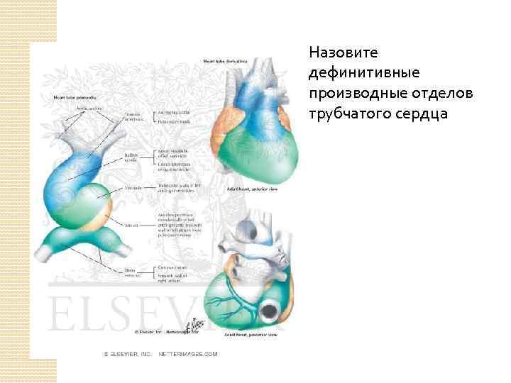 Назовите дефинитивные производные отделов трубчатого сердца 