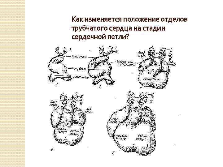 Как изменяется положение отделов трубчатого сердца на стадии сердечной петли? 