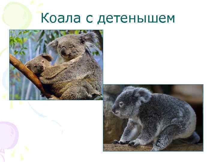 Коала с детенышем 