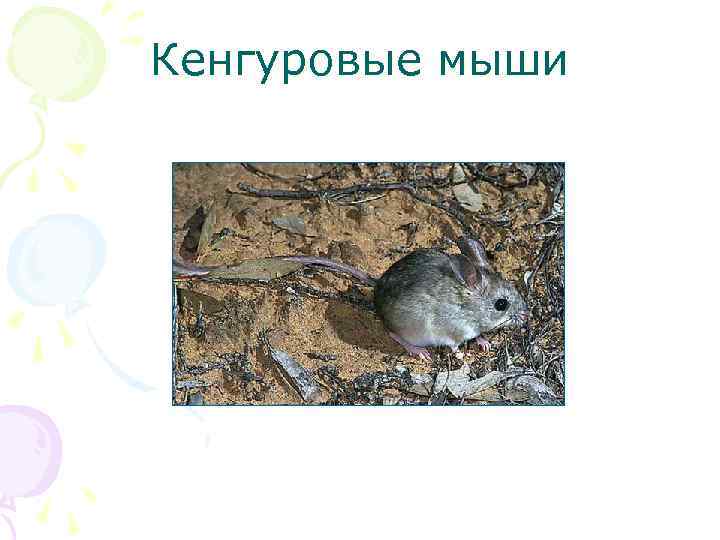 Кенгуровые мыши 