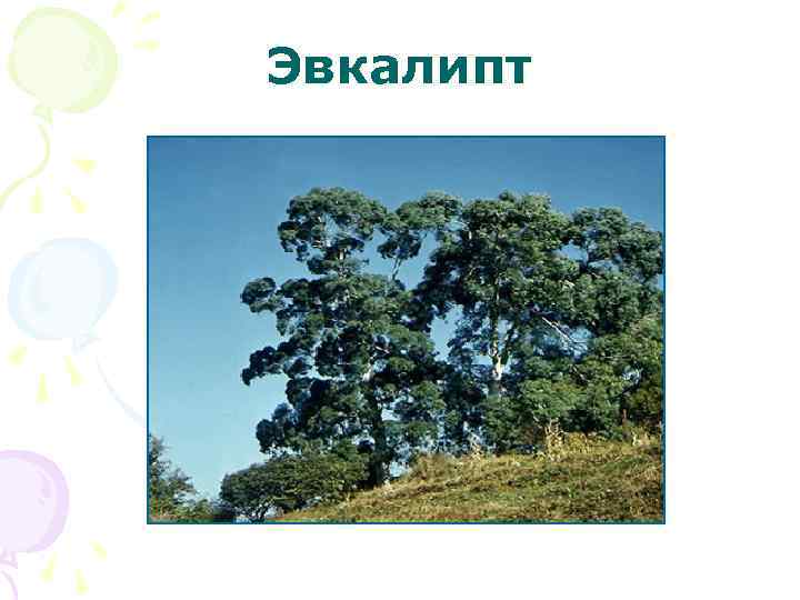 Эвкалипт 