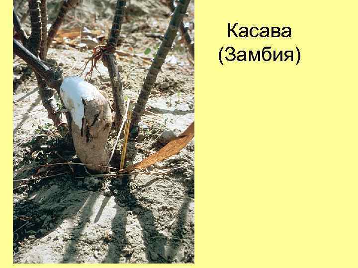 Касава (Замбия) 