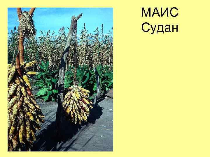 МАИС Судан 