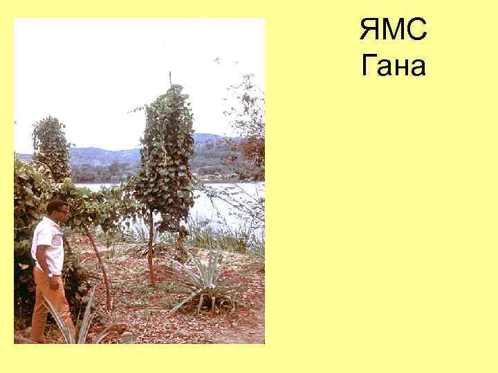 ЯМС Гана 