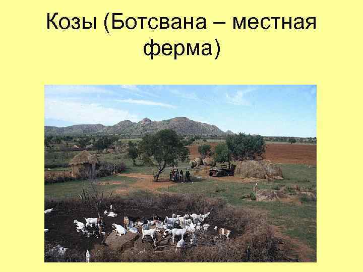 Козы (Ботсвана – местная ферма) 