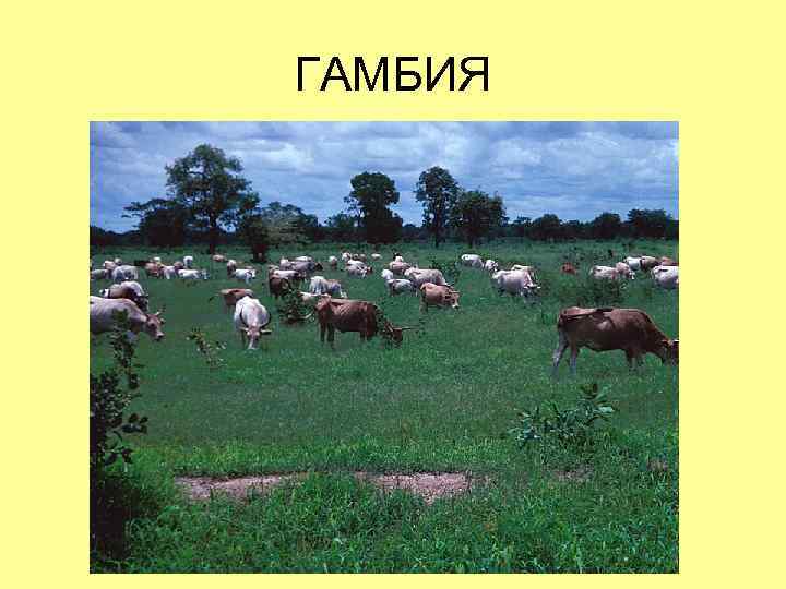 ГАМБИЯ 