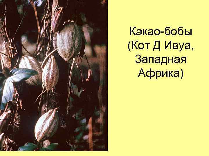 Какао-бобы (Кот Д Ивуа, Западная Африка) 