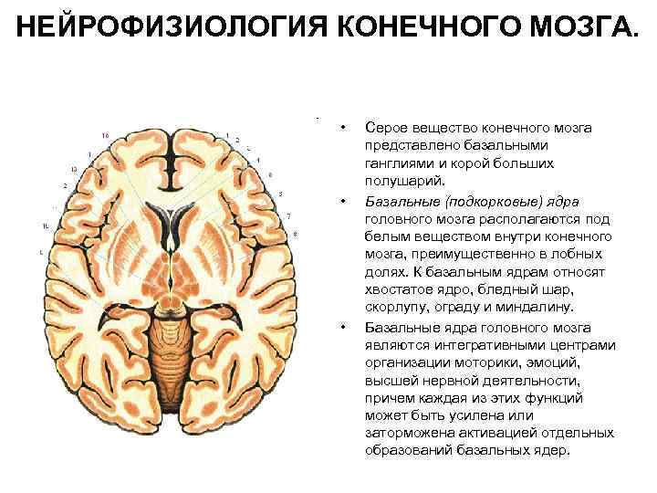 Базальные ядра головного мозга