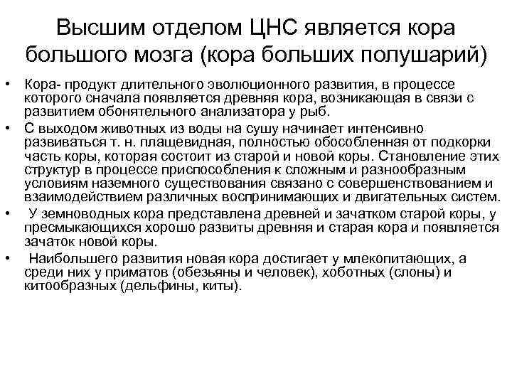 Высшим отделом ЦНС является кора большого мозга (кора больших полушарий) • Кора- продукт длительного