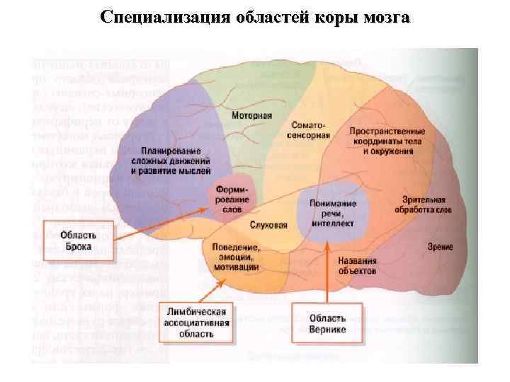 Специализация областей коры мозга 