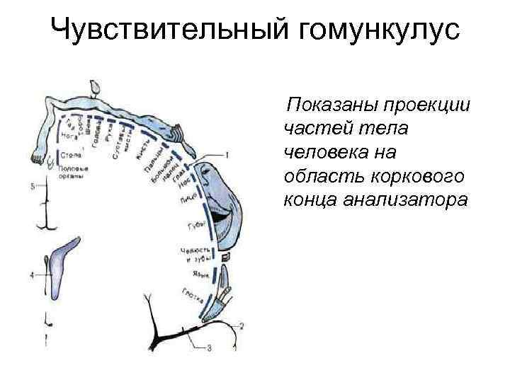 Чувствительный гомункулус Показаны проекции частей тела человека на область коркового конца анализатора 