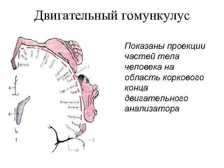 Схема двигательный анализатор