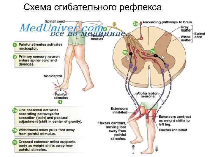 Сгибательный рефлекс