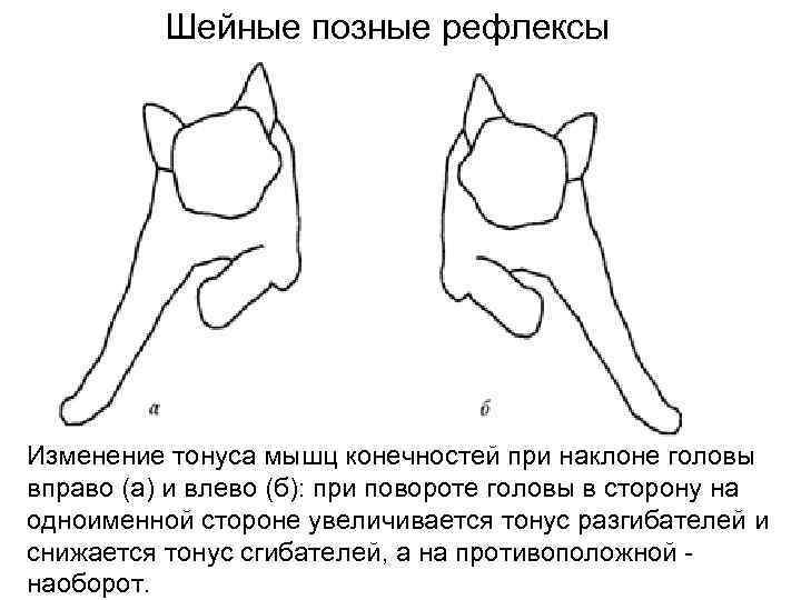 Шейные позные рефлексы Изменение тонуса мышц конечностей при наклоне головы вправо (а) и влево