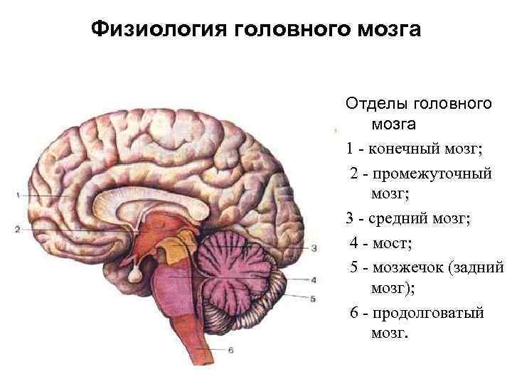 Схема части мозга