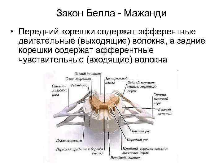 Закон Белла - Мажанди • Передний корешки содержат эфферентные двигательные (выходящие) волокна, а задние